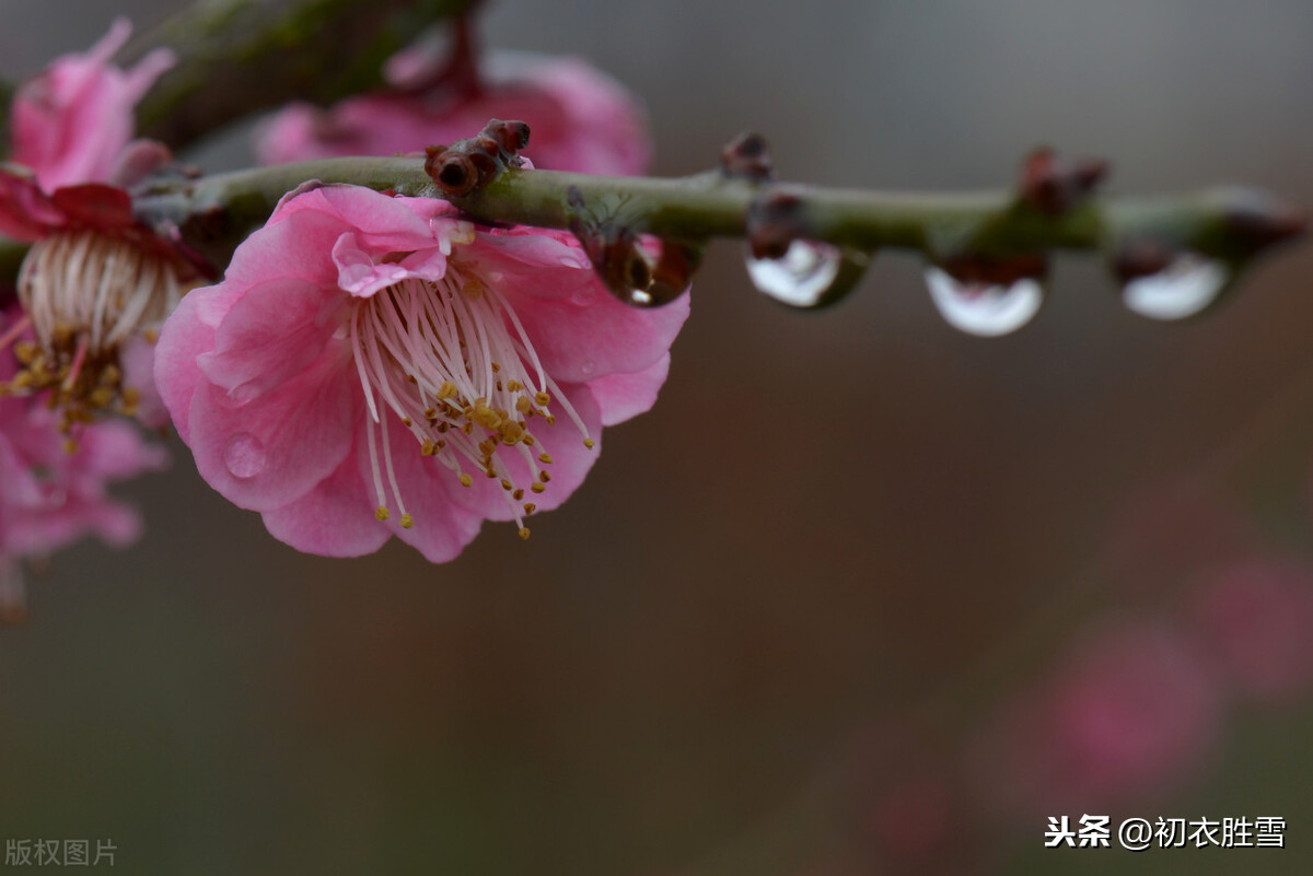 五言唐诗里的春雨四首，幂幂敛轻尘，濛濛湿野春