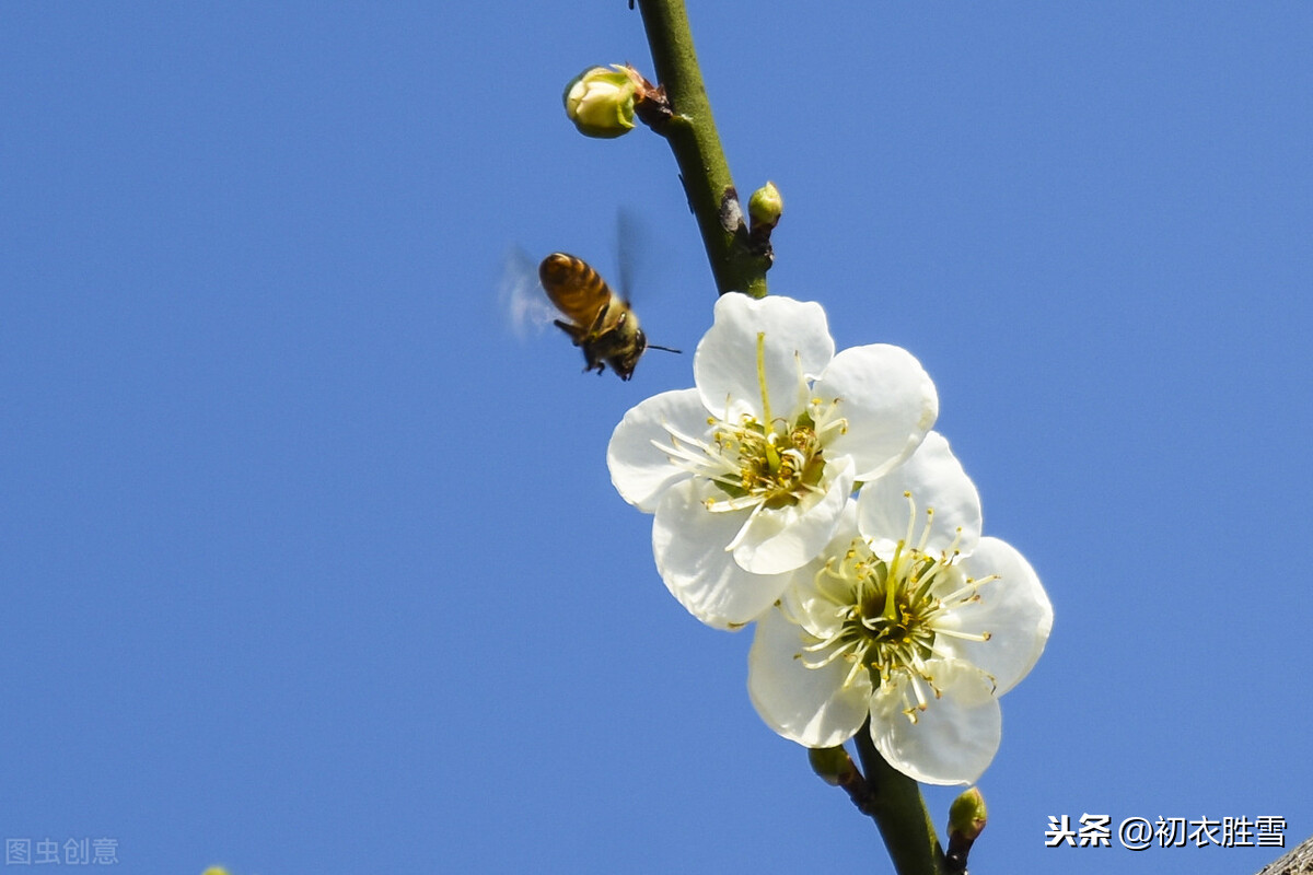 韩偓明丽梅花两首：梅花不肯傍春光，自向深冬著艳阳