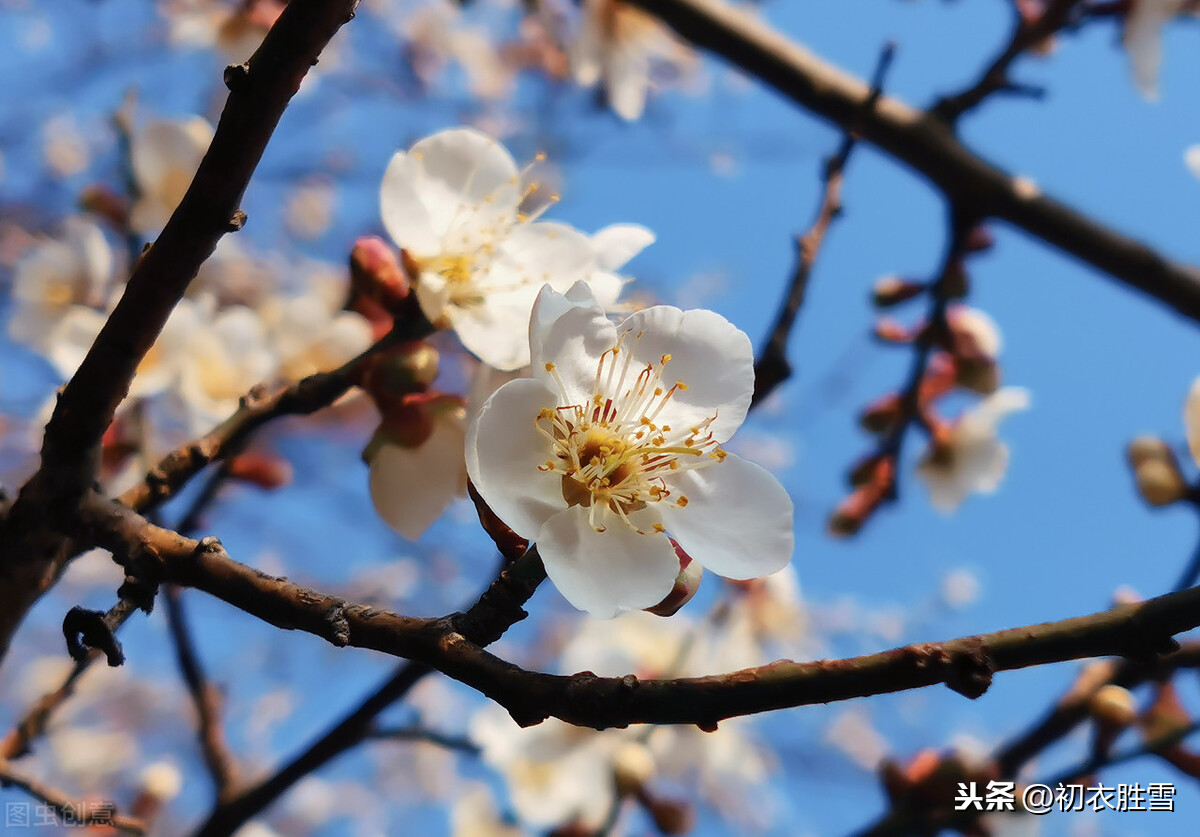 唐诗五言早春梅花五首：看花识梅早，乡思满南枝