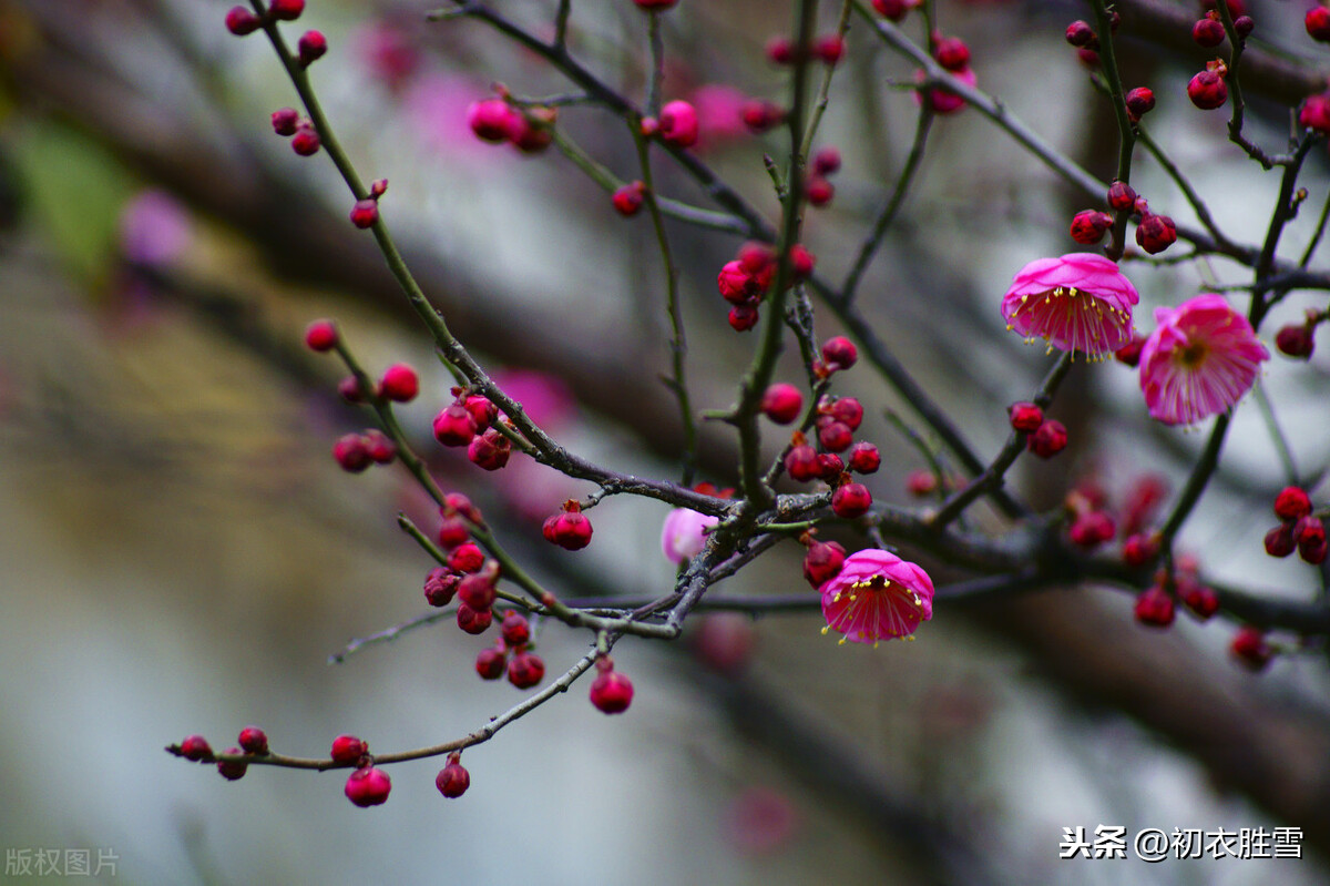 红楼梦四首红梅花，冻脸有痕皆是血，是曹雪芹的伤花怒放