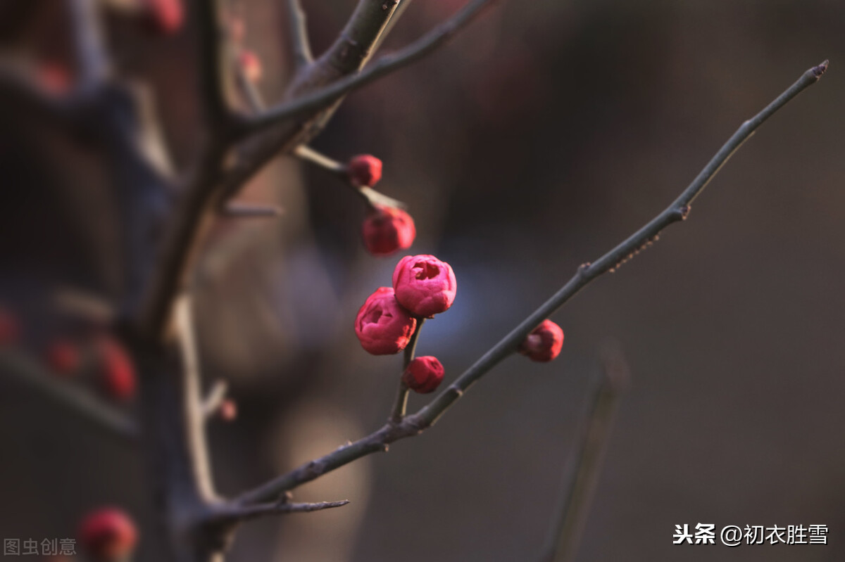 腊后春前梅花丽句：问道梅花开未也，吟不尽，一春愁