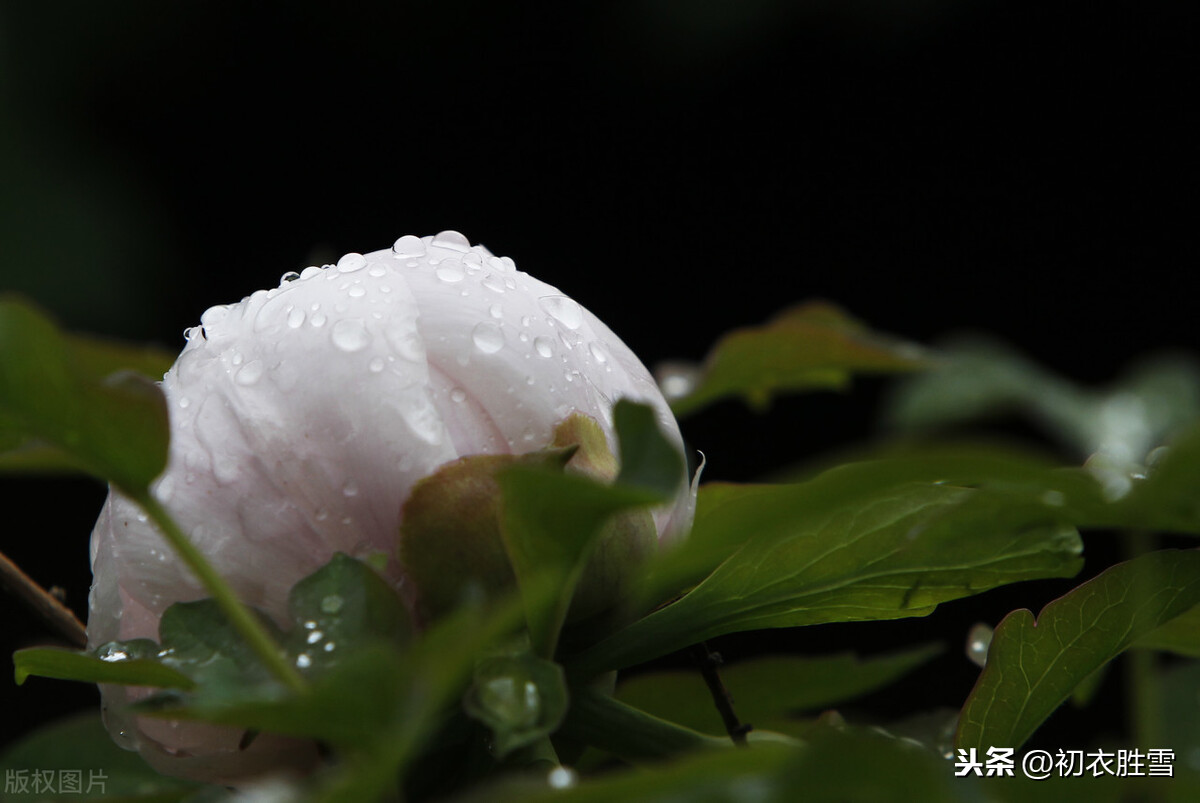 五言唐诗里的春雨四首，幂幂敛轻尘，濛濛湿野春