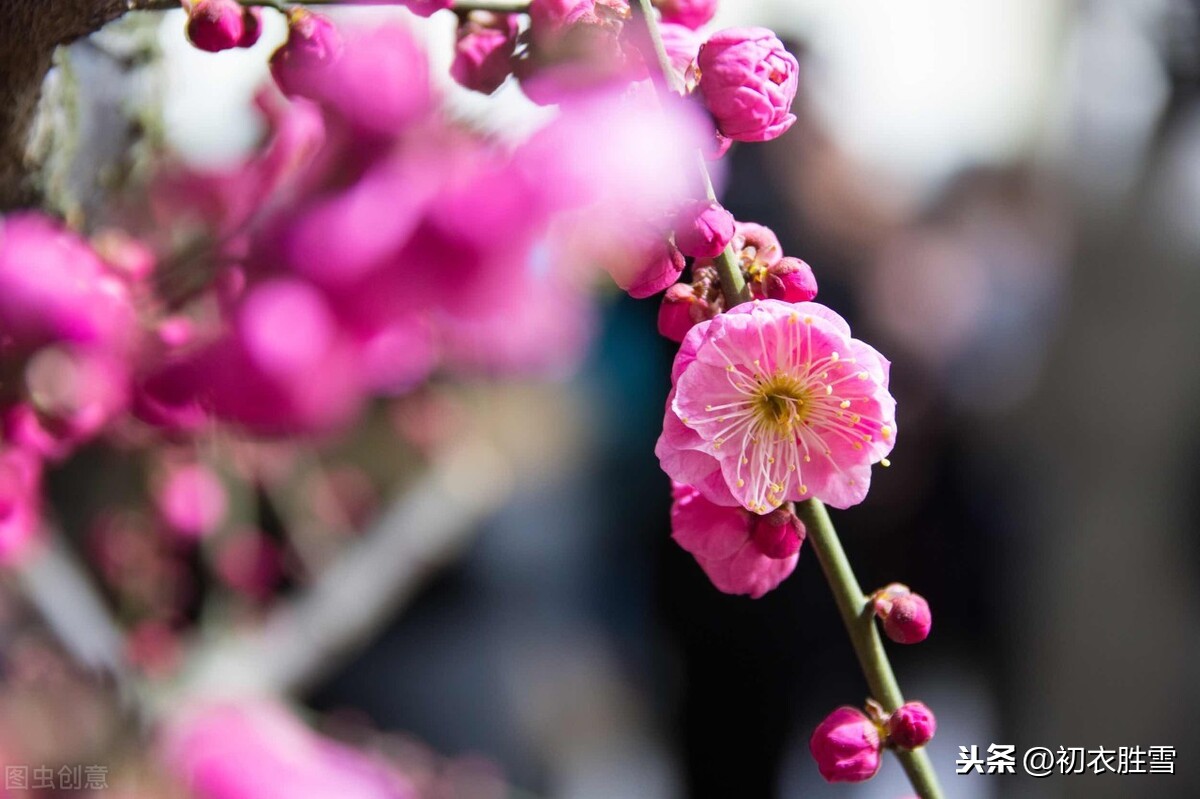 诗词中的梅花笑五首，粲然一笑亦何奇，结得梅花一笑缘