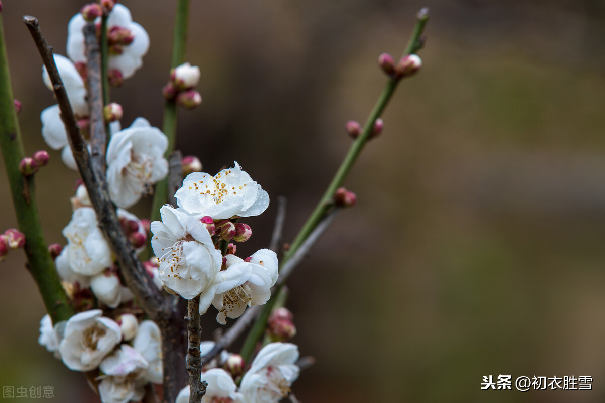 朱敦儒梅花三首，从古涧一枝梅的清奇，到一任梅花做雪飞的颓丧