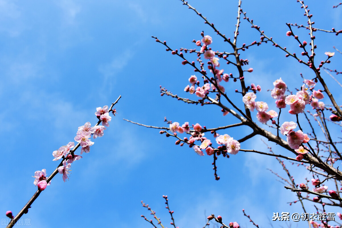 韩偓明丽梅花两首：梅花不肯傍春光，自向深冬著艳阳