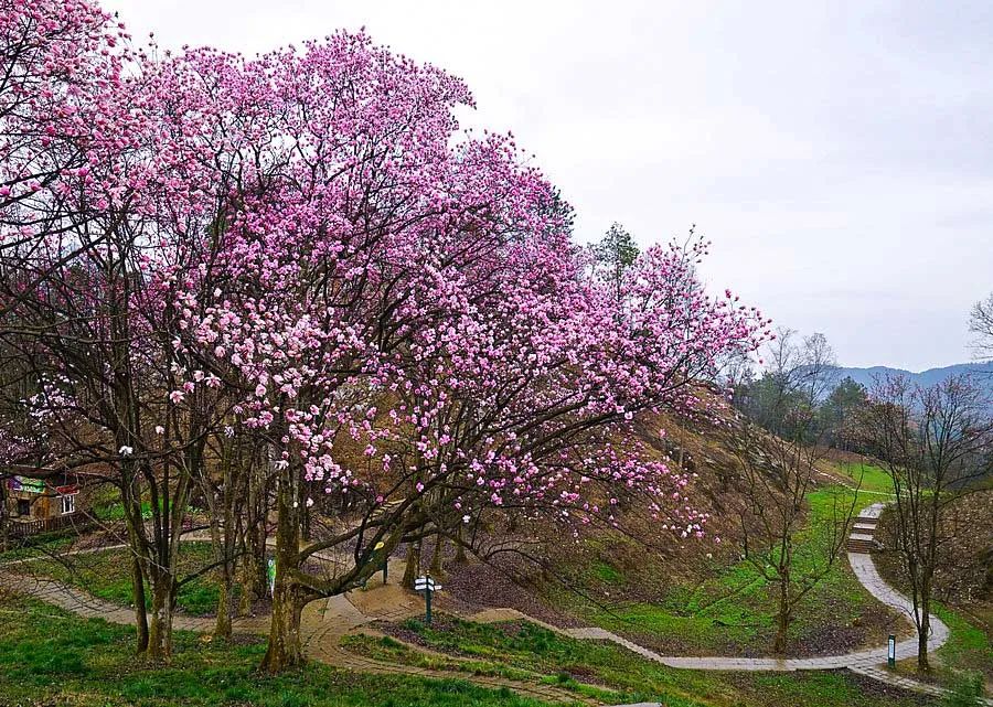 3月最佳旅行地榜单，这十个地方，已然花开成海