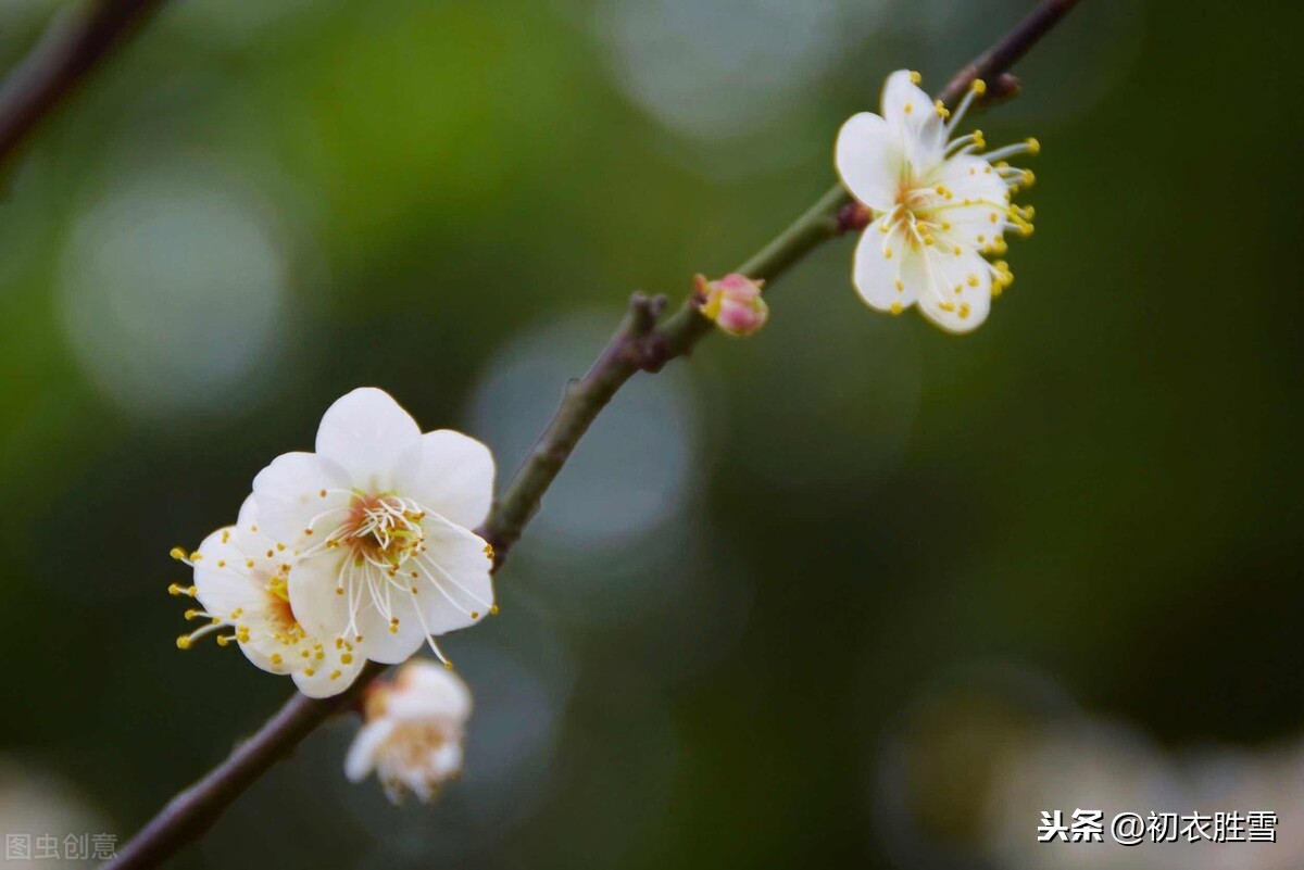 梅花丽句赏读：惟三更月其知己，此一瓣香专为春