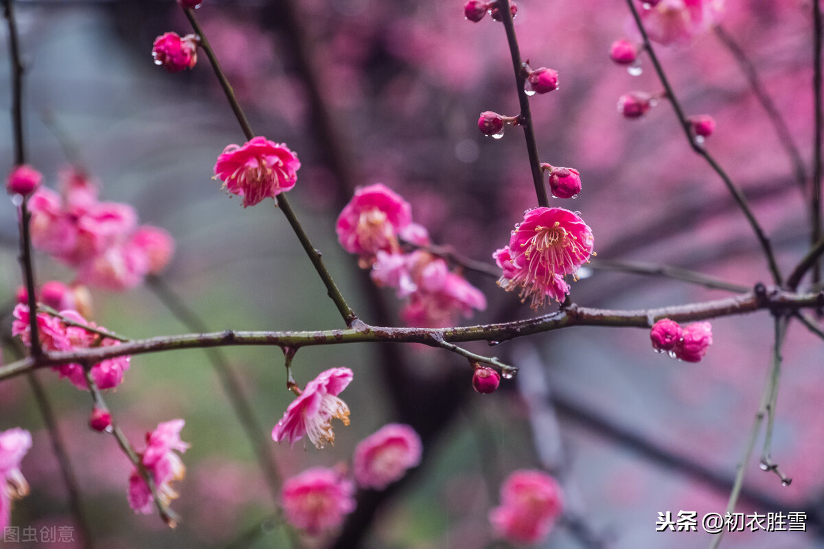 红楼梦四首红梅花，冻脸有痕皆是血，是曹雪芹的伤花怒放