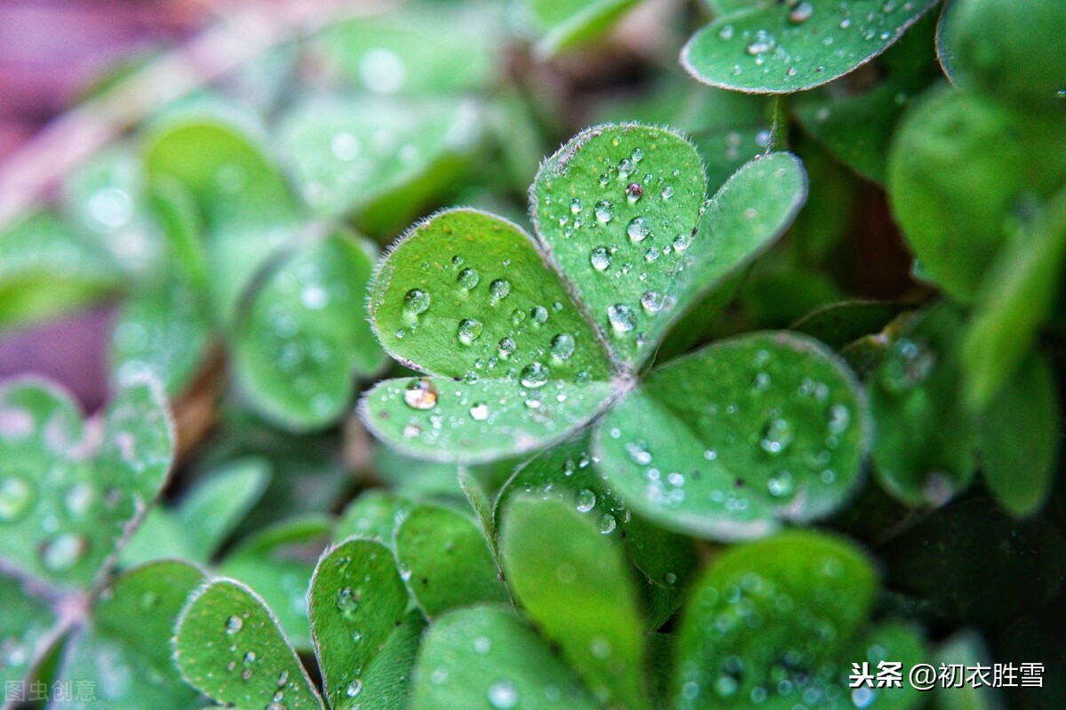 五言唐诗里的春雨四首，幂幂敛轻尘，濛濛湿野春