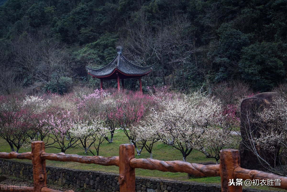 陆游沈园诗赏读：城南小陌又逢春，只见梅花不见人