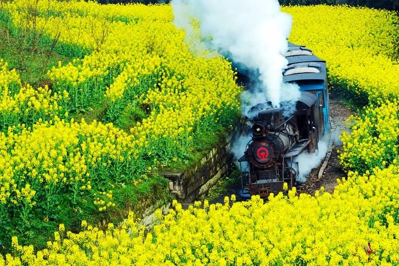 四川私藏的万亩花海，居高远眺，处处皆是画