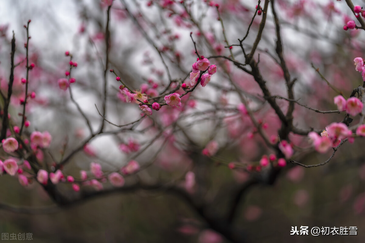 看梅还看梅花树：那里烟村，有个梅花树