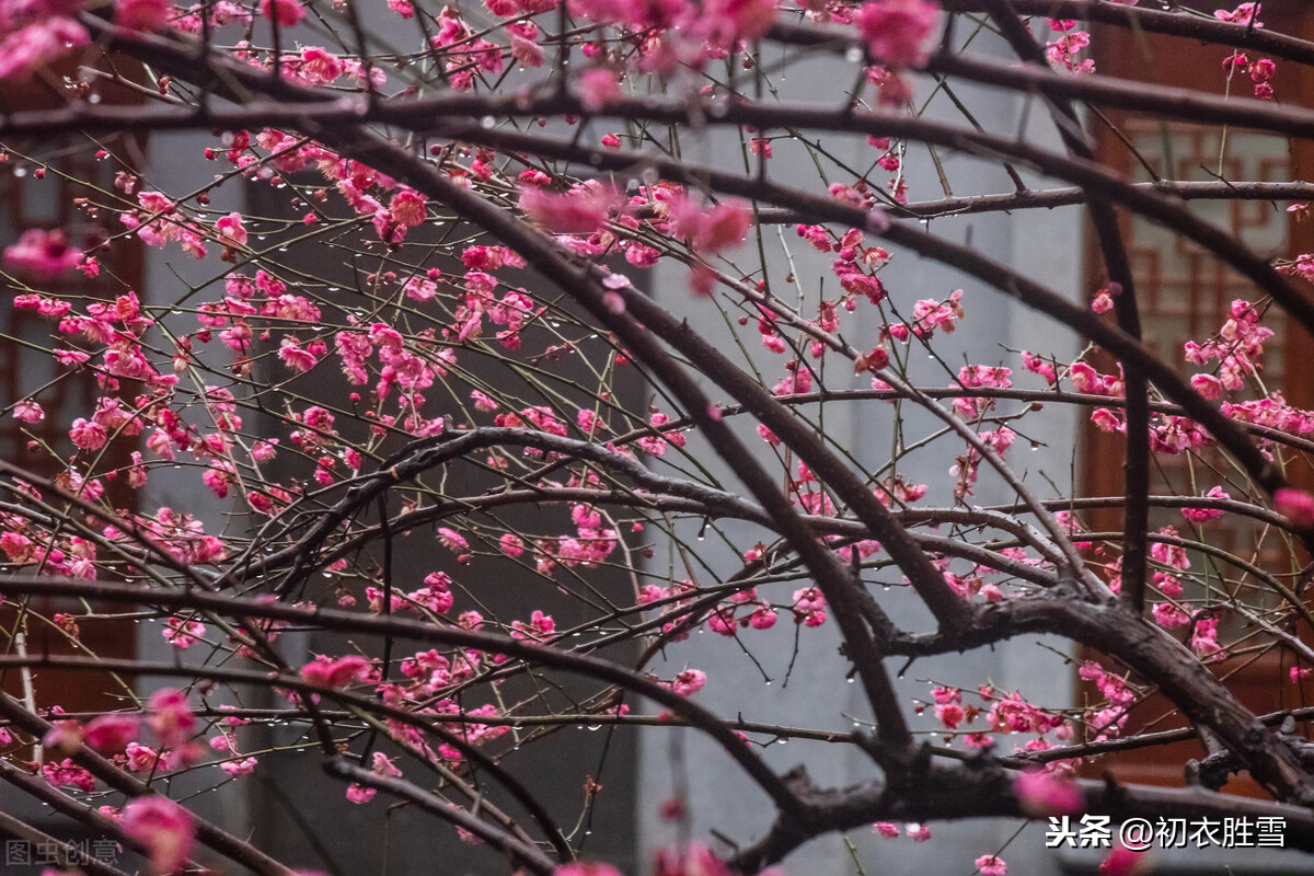 陆游沈园诗赏读：城南小陌又逢春，只见梅花不见人