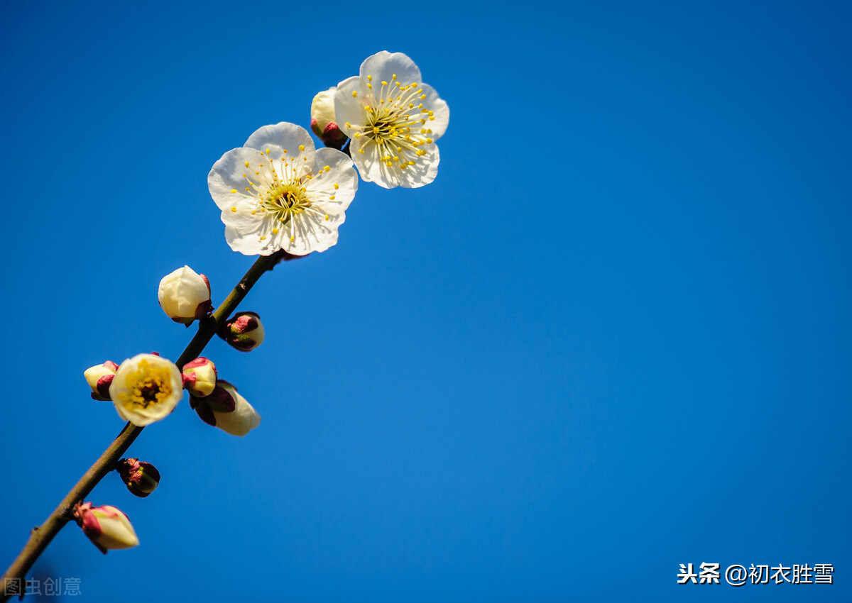 韩偓明丽梅花两首：梅花不肯傍春光，自向深冬著艳阳