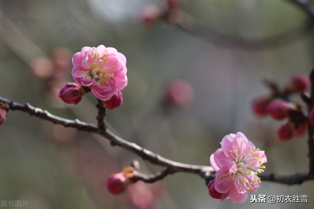 二十四节气之立春正月节，一二三四五六七，万木生芽是今日