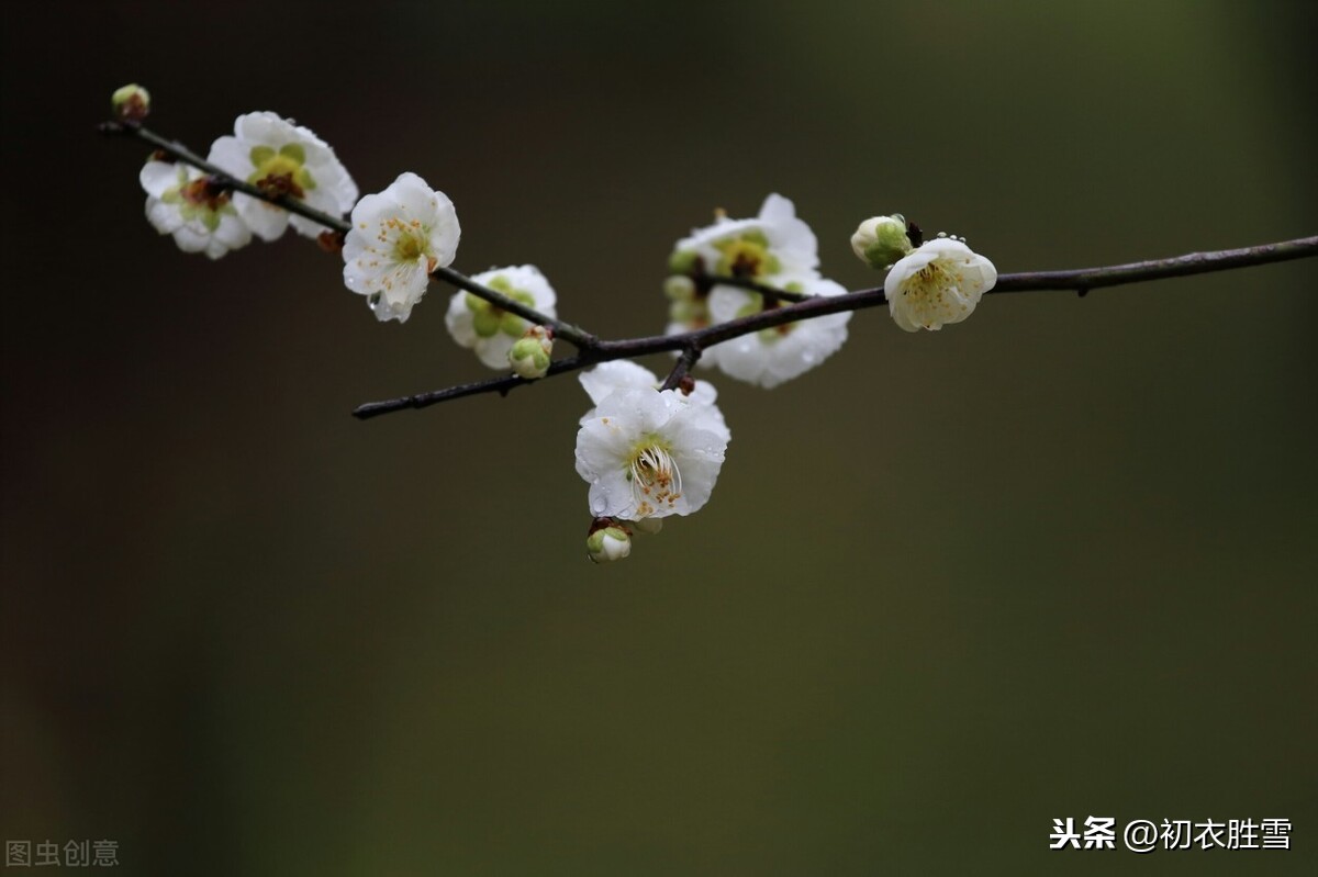 梅花丽句赏读：惟三更月其知己，此一瓣香专为春