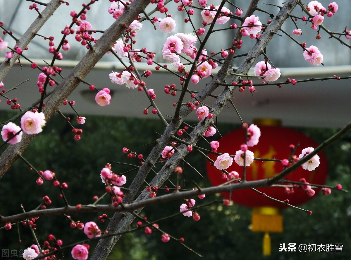 陆游沈园诗赏读：城南小陌又逢春，只见梅花不见人