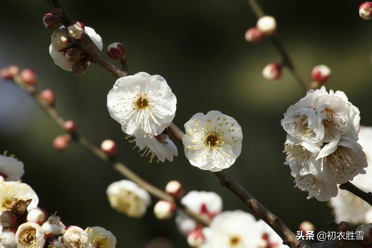 看梅还看梅花树：那里烟村，有个梅花树