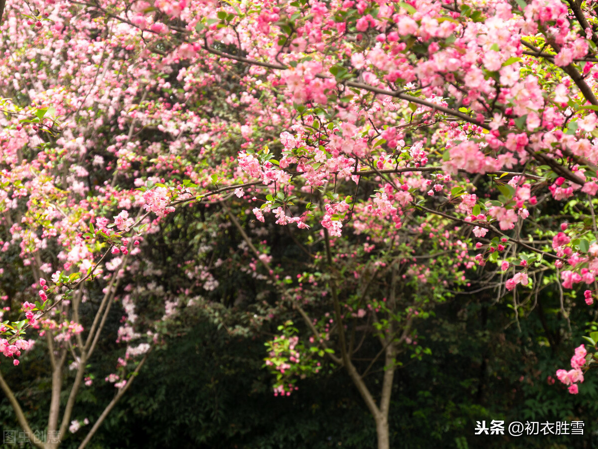 海棠无香且看着娇气，为什么豪放的苏轼却钟情海棠，再三写它？