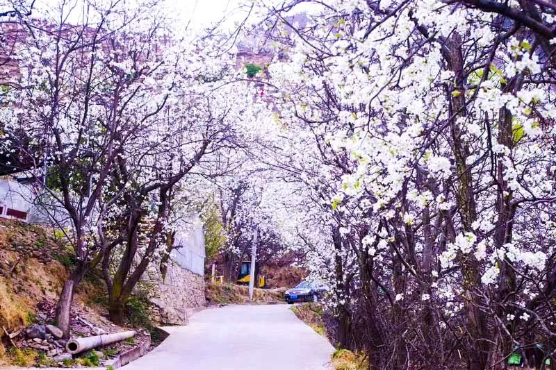 春日的美妙风景，在这12条自驾路线上徐徐展现，沿途与花海并行