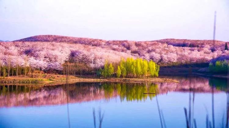 春日的美妙风景，在这12条自驾路线上徐徐展现，沿途与花海并行