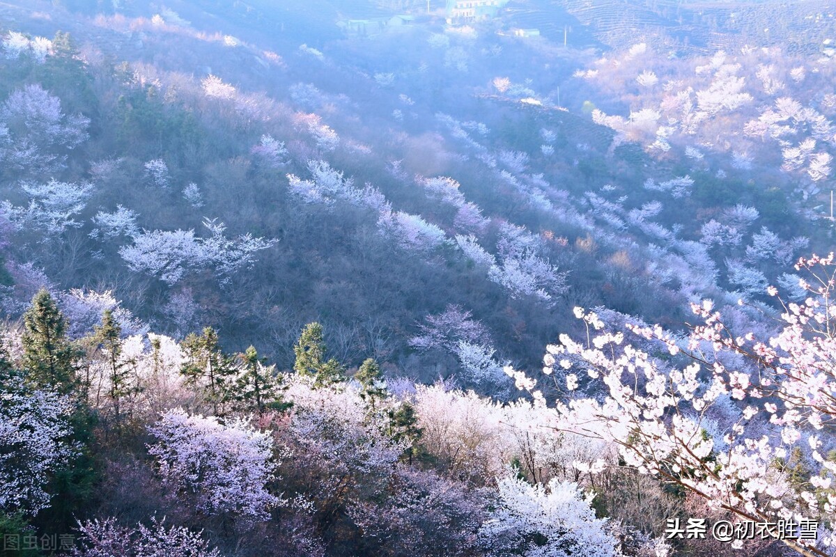 唐诗里的山樱花，开在寒食节清明节左右，是樱花的本源