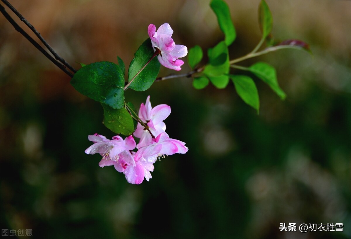 百般耐读的李清照海棠花：知否，知否，应是绿肥红瘦