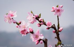 刘禹锡《竹枝》明丽的山野桃花：山上层层桃李花，山桃红花满山头