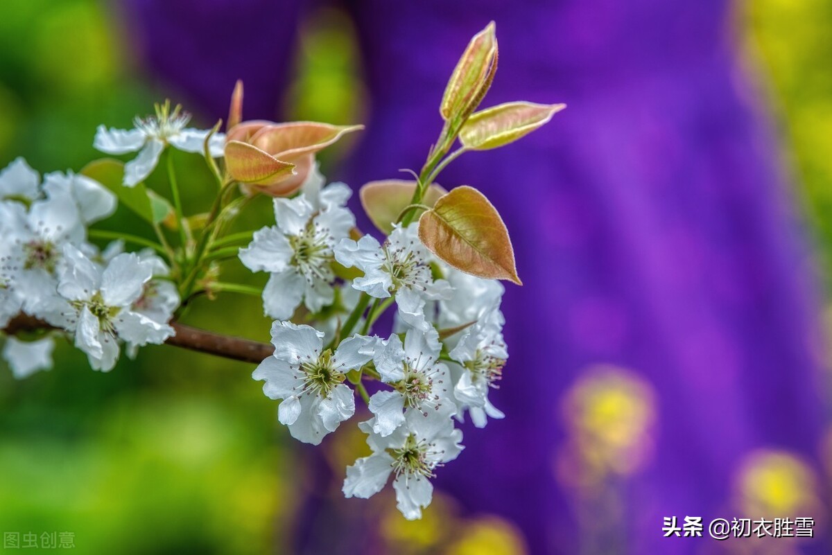 纳兰性德的梨花再探，一别如斯，落尽梨花月又西，不是伤别是悼亡