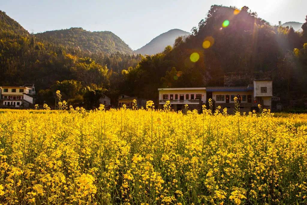 春日的美妙风景，在这12条自驾路线上徐徐展现，沿途与花海并行