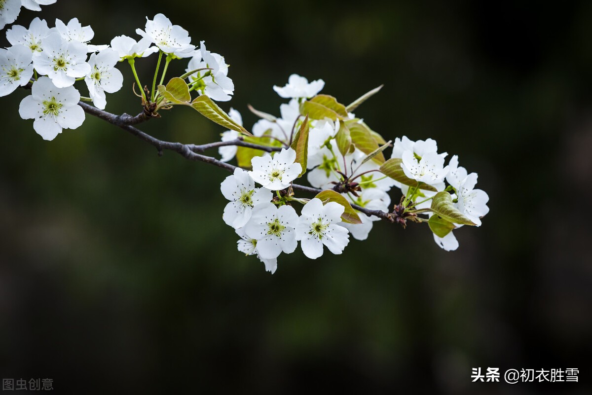 纳兰性德的梨花再探，一别如斯，落尽梨花月又西，不是伤别是悼亡