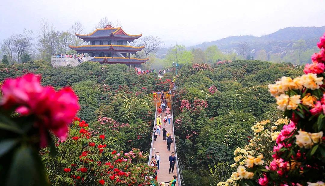 春日的美妙风景，在这12条自驾路线上徐徐展现，沿途与花海并行