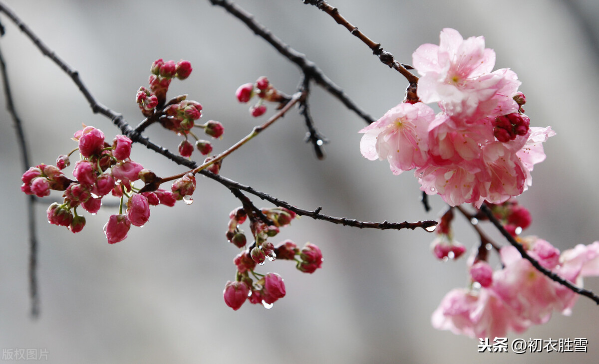 惊蛰节气之美，春雷，春雨，春虫，春草，春花，喜春回