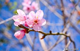 纳兰性德桃花三首：月上桃花，雨歇春寒燕子家