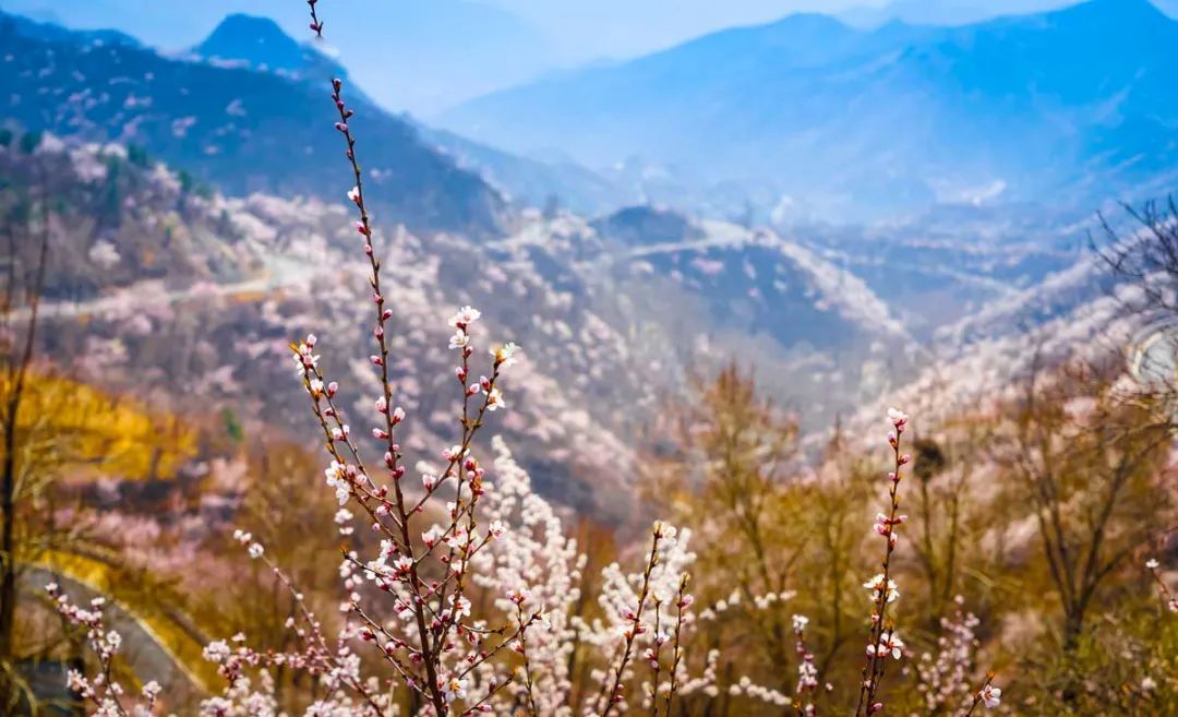 春日的美妙风景，在这12条自驾路线上徐徐展现，沿途与花海并行