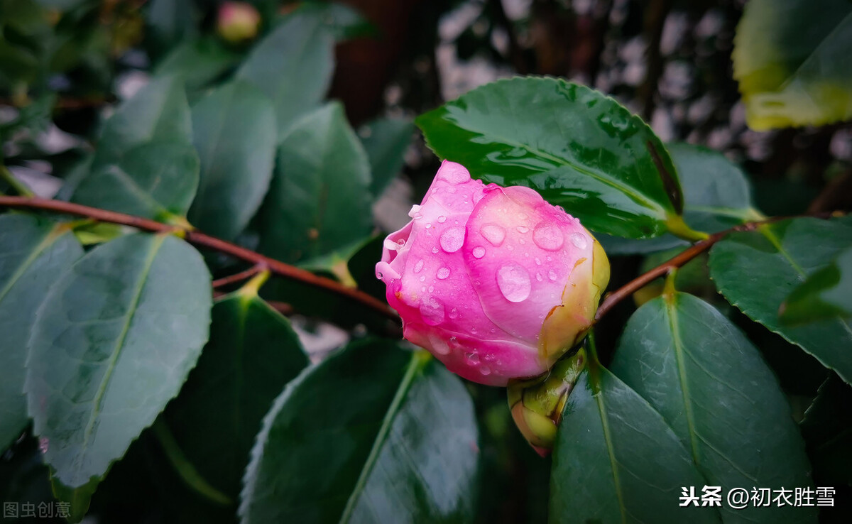 惊蛰节气之美，春雷，春雨，春虫，春草，春花，喜春回