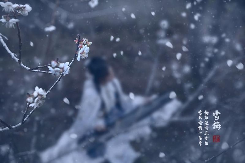 古风系列《雪梅》摄影作品