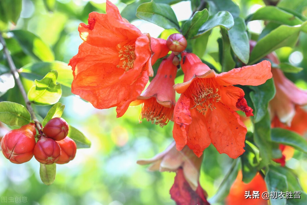 历代落花诗10首精选，落花深一尺，不用带蒲团