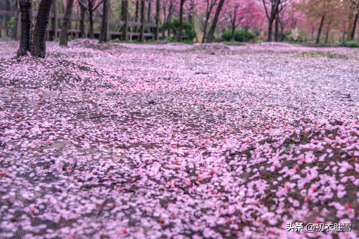 历代落花诗10首精选，落花深一尺，不用带蒲团