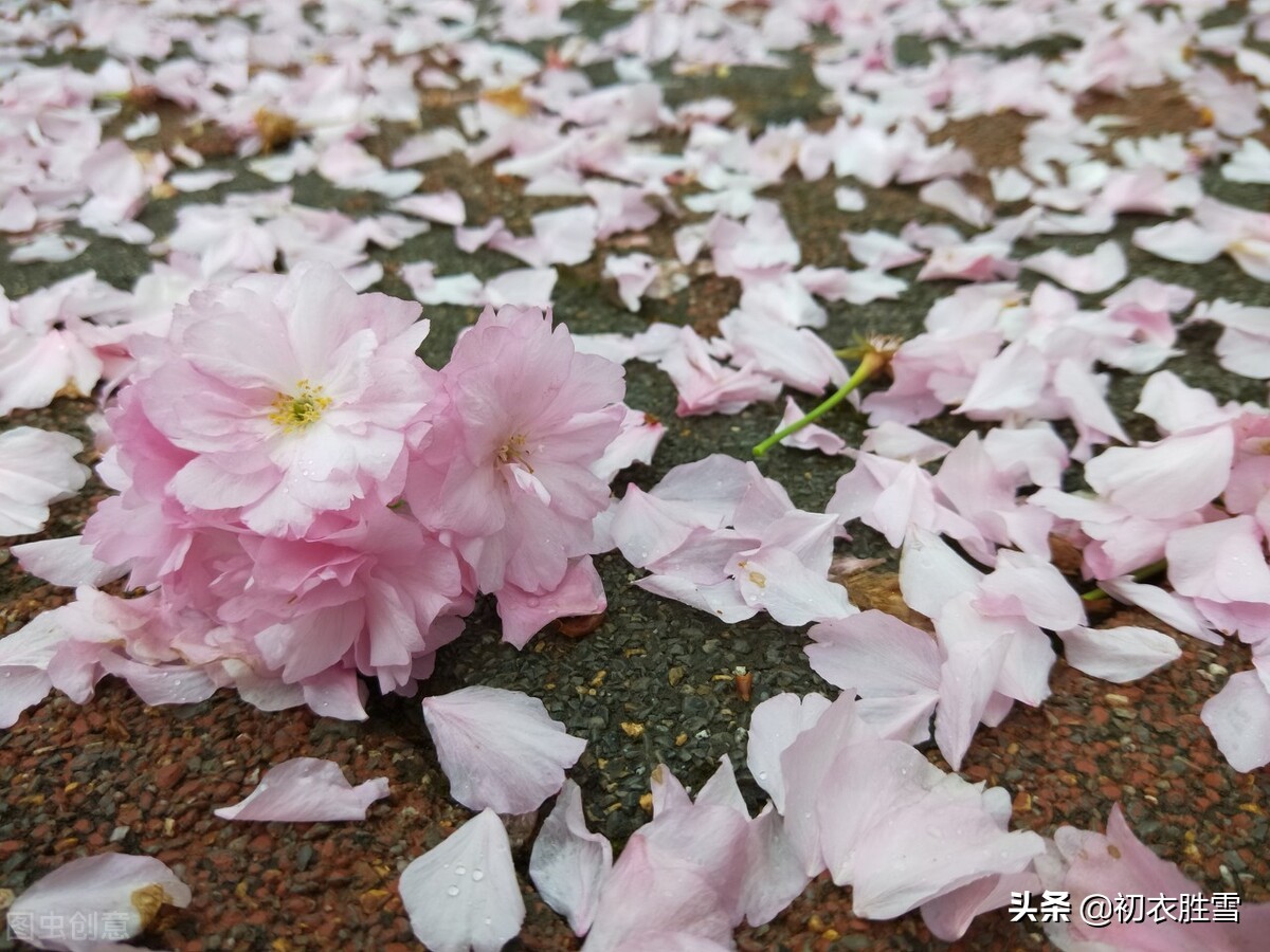 历代落花诗10首精选，落花深一尺，不用带蒲团