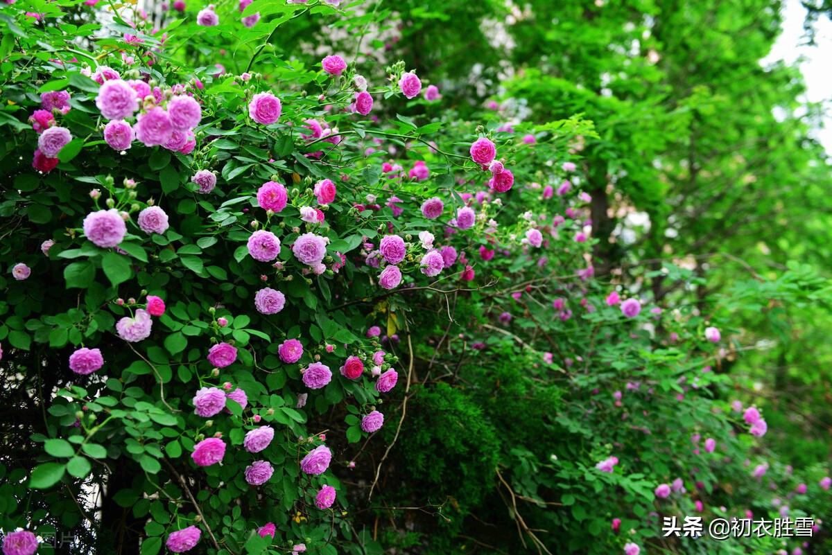 赏读晚唐两首蔷薇诗，杜牧的灵动美，李商隐的幽深美