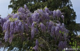 紫藤花下渐黄昏，白居易不喜欢紫藤花，却留下了经典的紫藤花诗