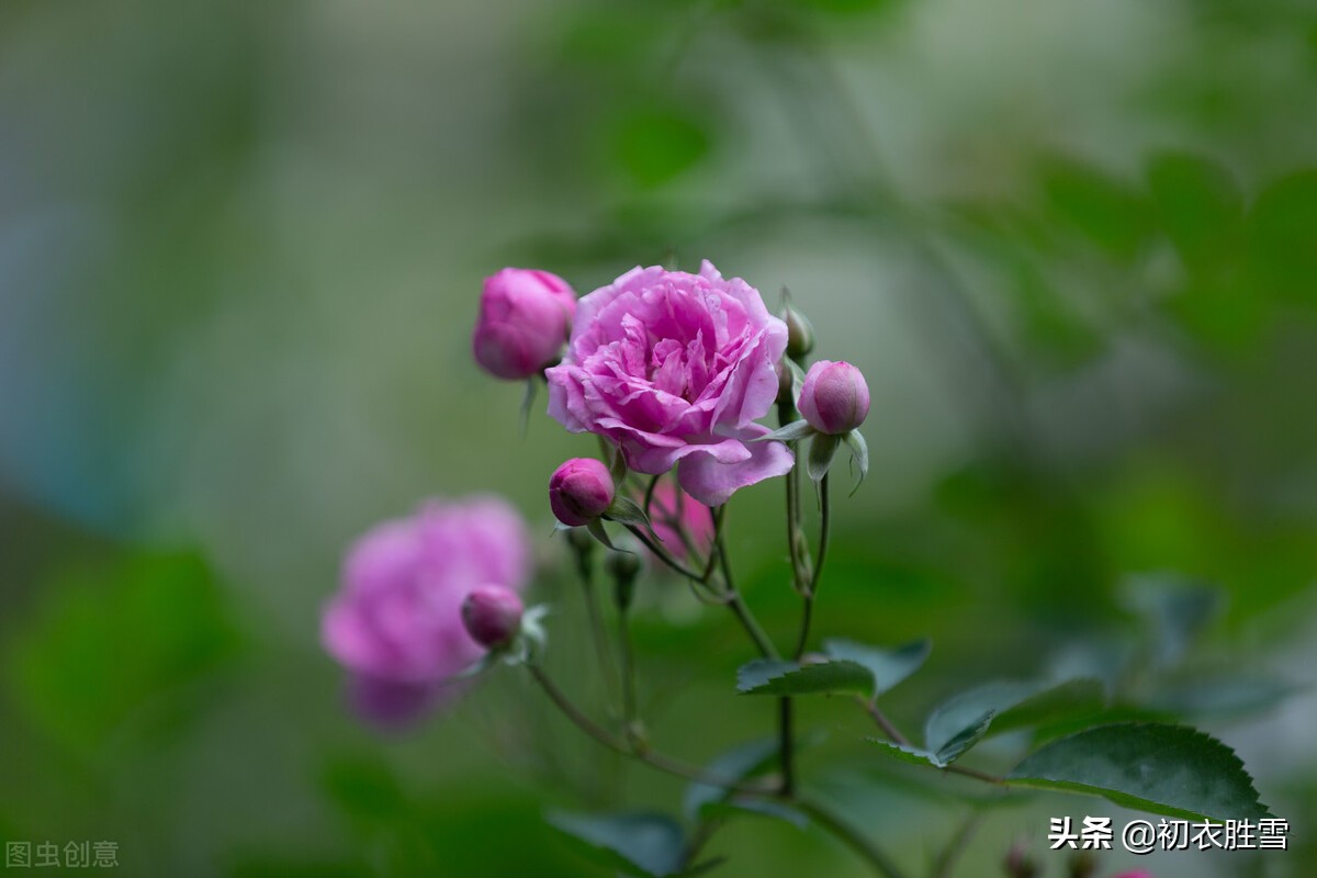 赏读晚唐两首蔷薇诗，杜牧的灵动美，李商隐的幽深美