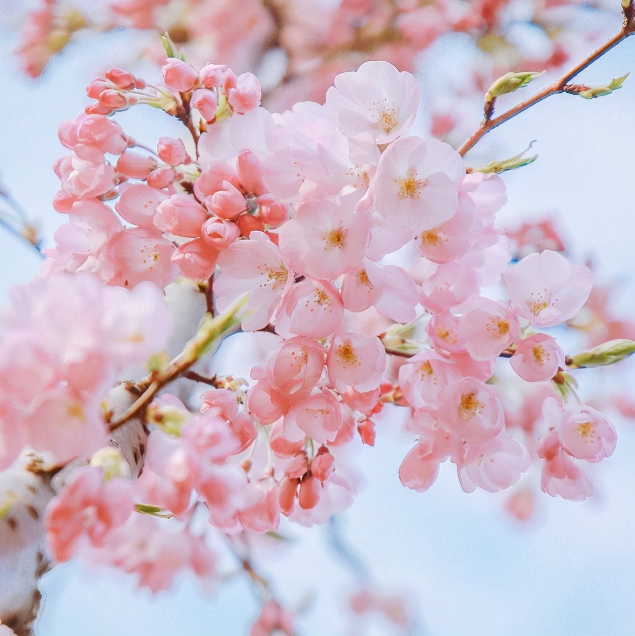 春：繁花落幕，淡淡相思