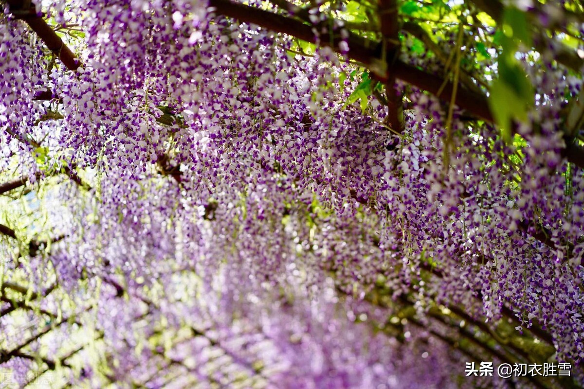 紫藤花下渐黄昏，白居易不喜欢紫藤花，却留下了经典的紫藤花诗