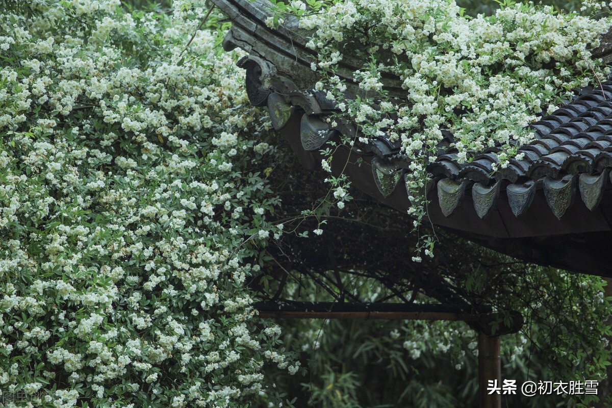 晚春荼蘼七首赏读，回到宋朝看荼蘼细影，赏荼蘼夜雪，品荼蘼芬芳