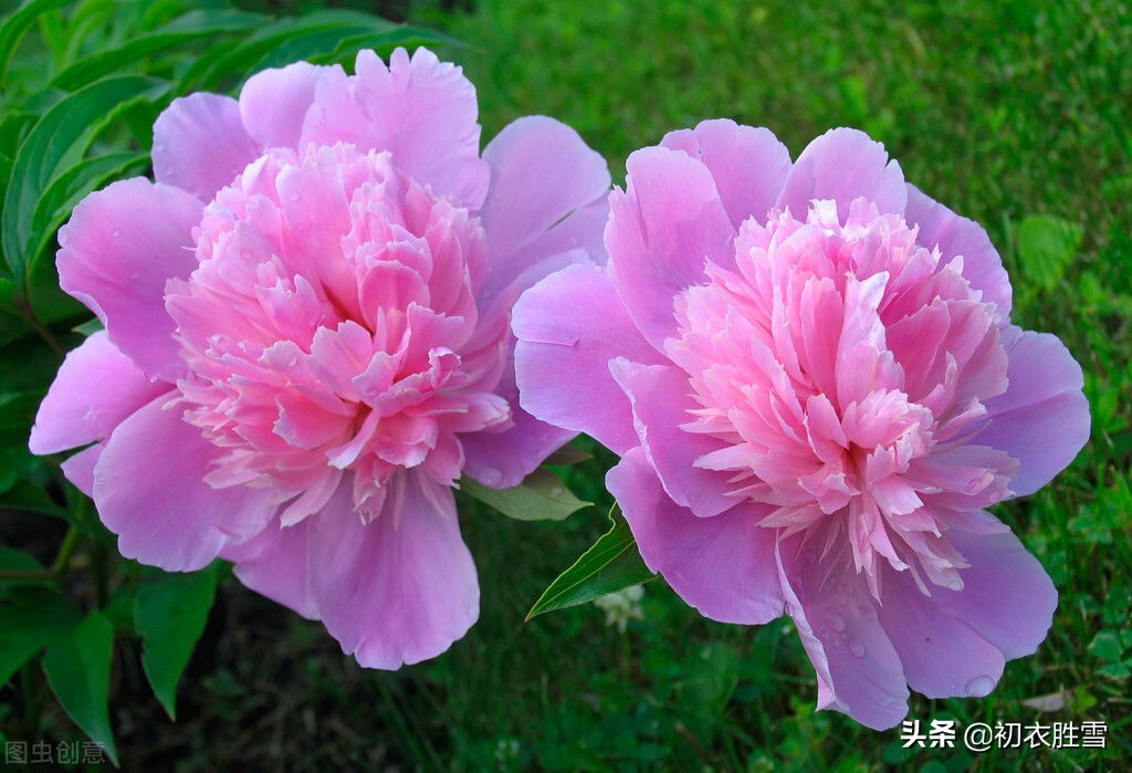 历代落花诗10首精选，落花深一尺，不用带蒲团