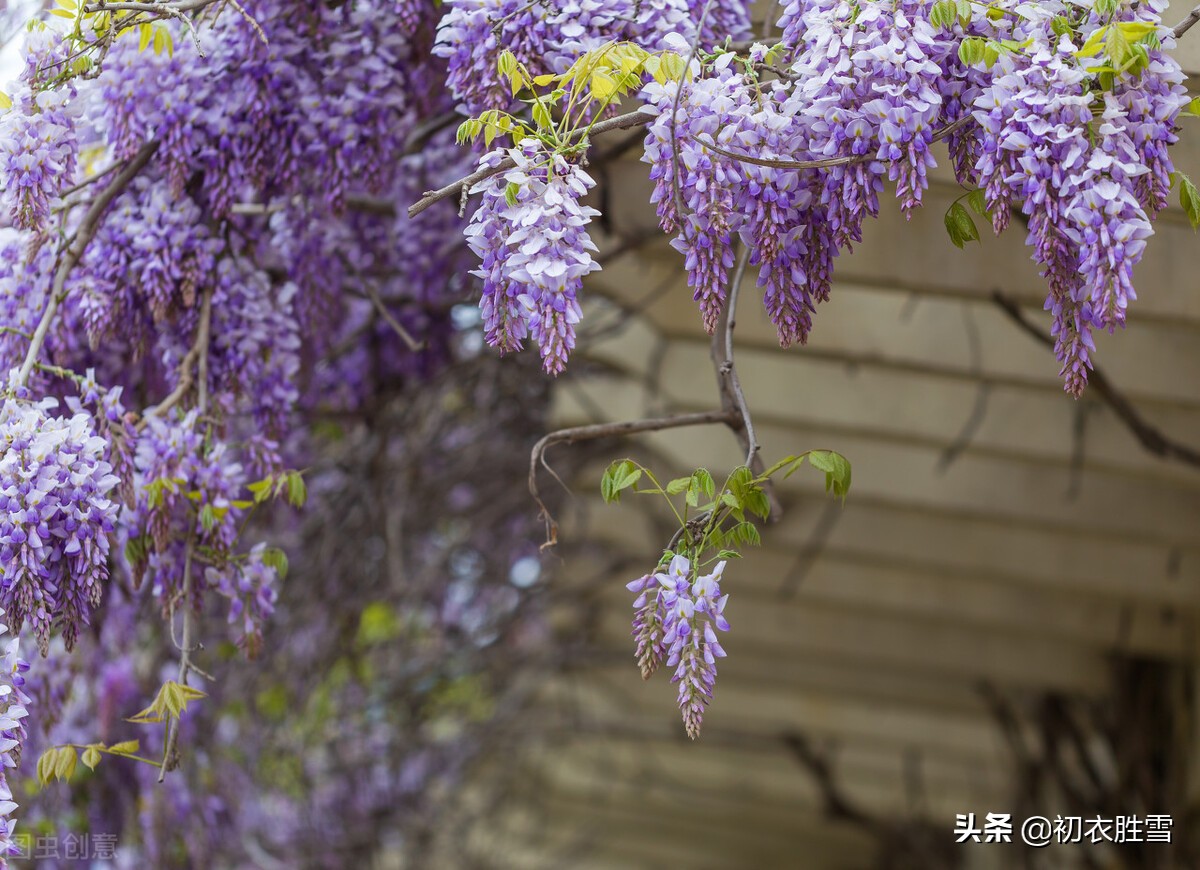 紫藤花下渐黄昏，白居易不喜欢紫藤花，却留下了经典的紫藤花诗