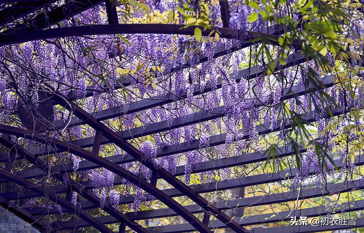 紫藤花下渐黄昏，白居易不喜欢紫藤花，却留下了经典的紫藤花诗