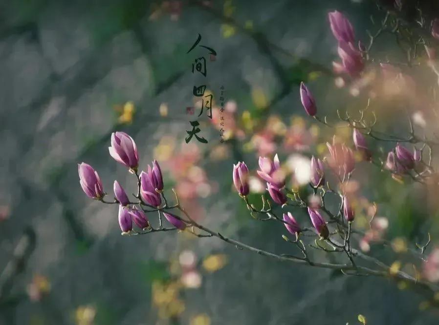 人间四月芳菲尽，花开花落皆风景